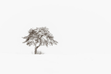 Black and white wide angle view of the winter landscape with the lone tree covered by snow