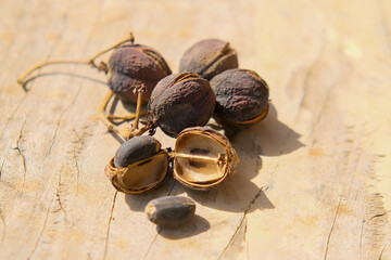 Dried fruit of jatropha or jatropha plant. Jatropha fruit is useful for preventing and treating several diseases traditionally