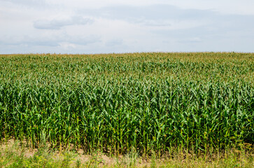Green field of corn growing up in farm.