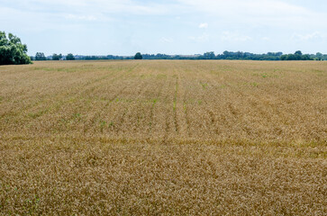 Wheat field at daytime. Beautiful summer nature background.