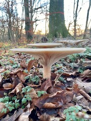 mushroom in the forest
