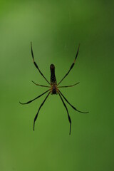 Spider web picture 