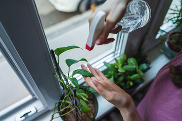 A close up of young female hands taking care of her plants indoors inside her apartment during the day