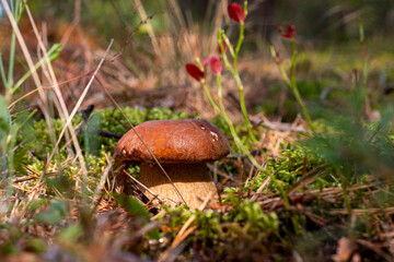 season porcini mushroom grows in sunny forest
