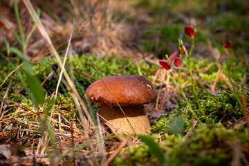 season porcini mushroom grows in sunny day