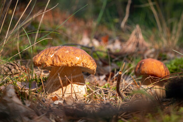 season two porcini mushrooms grows in sun rays