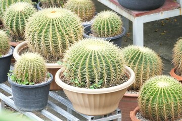 Golden Barrel Cactus. Arranged in many pots.