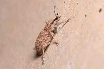 Rhytideres plicatus weevil posed on concrete wall under the sun