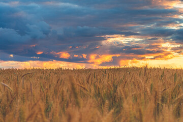 Dramatic sunset over the wheat field in the summer