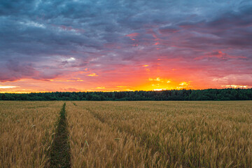 Summer sunset in the field with the purple sky
