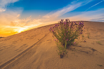 Colorful sunset over an abandoned sand pit with blossoming bush