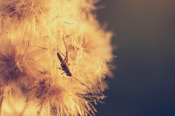 Grasshopper on the fluffy flower