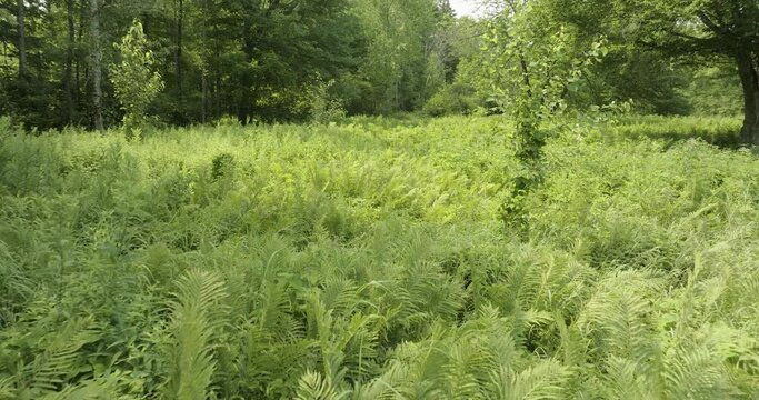 Drone moving slowly over ferns in the forest. Beautiful summer landscape. Close up. Professional 4k mavic 3 footage