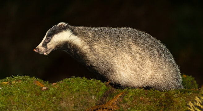 Close-up of a badger in Autumn with a leaf on her nose, facing left in natural woodland habit.  Night time, Scottish Highlands.  Scientific name: Meles Meles.  Copy space