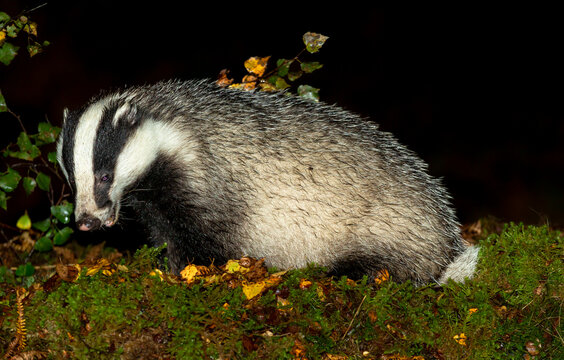 Close up of an adult, wild badger foraging in wet, Autumnal weather and facing left with golden birth leaves and green moss. Glen Strathfarrar, Scottish Highlands.  Scientific name: Meles Meles. 