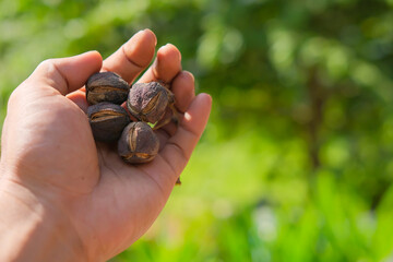 Dried fruit of jatropha or jatropha plant isolated on a man's hand. Jatropha fruit is useful for preventing and treating several diseases traditionally