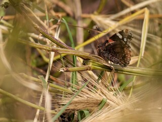 Macro of a red admiral butterfly on a plant stick - obrazy, fototapety, plakaty