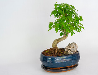 Drzewko bonsai Ligustr chiński