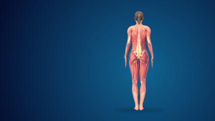 3D human tadasana mountain yoga pose on blue background