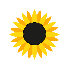 One yellow sunflower on a white background. Flat illustration. Flower of Ukraine.