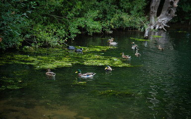 ducks on the river