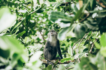 Wild Red Colobus monkey sitting on the branch in tropical forest on Zanzibar