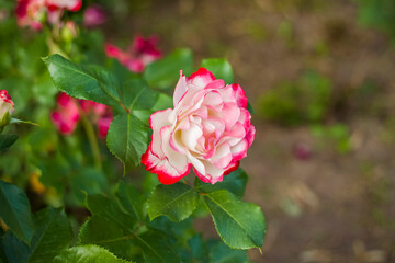 Beautiful and bright roses grow in a flower bed in the park. Take a walk in the park on a summer day and look at the beautiful flowers. Selective focus, floral wallpaper.