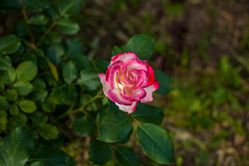 Beautiful and bright roses grow in a flower bed in the park. Take a walk in the park on a summer day and look at the beautiful flowers. Selective focus, floral wallpaper.