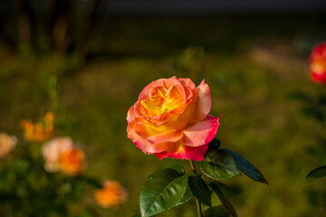 Beautiful and bright roses grow in a flower bed in the park. Take a walk in the park on a summer day and look at the beautiful flowers. Selective focus, floral wallpaper.