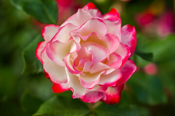 Beautiful and bright roses grow in a flower bed in the park. Take a walk in the park on a summer day and look at the beautiful flowers. Selective focus, floral wallpaper.
