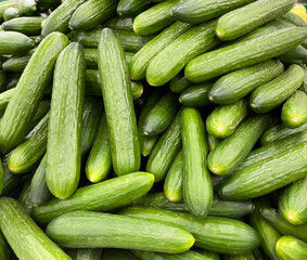 Cucumbers fresh, long in close-up. Beautiful photo wallpaper.