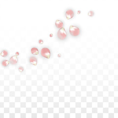 Pink Vector Realistic Petals Falling on Transparent Background.  Spring Romantic Flowers Illustration. Flying Petals. Sakura Spa Design. Blossom Confetti. Design Elements for Wedding Decoration.