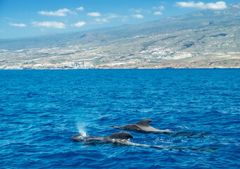 Obraz premium View on Tenerife island from ocean. Pilot whales in the water are in the foreground.