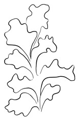 Seaweeds made of black outlines, single elements for beach wedding Illustration, clipart