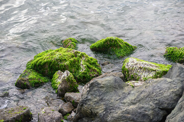 Green algae on a stone by the seashore.