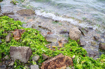 Green algae on a stone by the seashore.