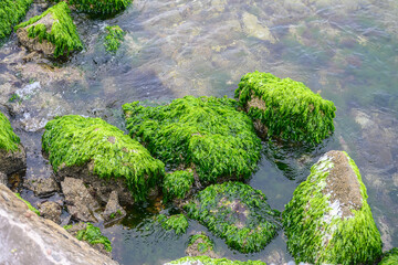 Green algae on a stone by the seashore.