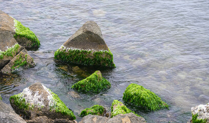 Green algae on a stone by the seashore.