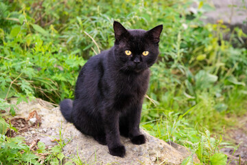 Naklejka na ściany i meble Black stray cat outdoor portrait. Selective focus.