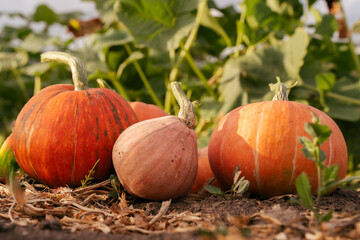 Obraz premium Various varieties of pumpkins in the garden. Colorful vegetables.