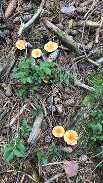 mushrooms in the forest