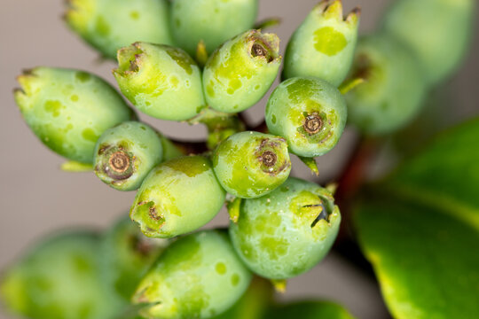Macro photo of a cluster of green berries.