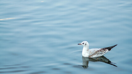 Seagull on the water