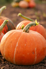Pumpkin plant. Growing pumpkins. Orange pumpkin. harvest.