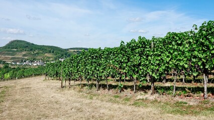 Fototapeta na wymiar Weinberg und Weinanbau, Weintrauben vor der Lese
