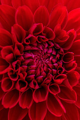 nice dahlia in the garden