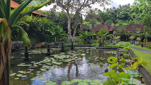 Lotus in Pond at Garden on Bali Island Indonesia. Tropical Garden and Green Lush