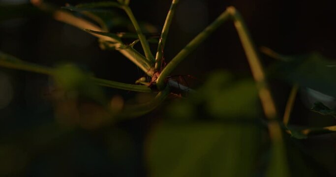 Close up shot of a harvestman insect hiding between plants. Handheld macro shot. Cinematic light from the side.