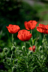 Large red poppies on a background of green leaves.