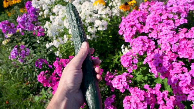 Long pimply cucumber in a man's hand. Fresh vegetable from the garden. Healthy food or the concept of male erection.